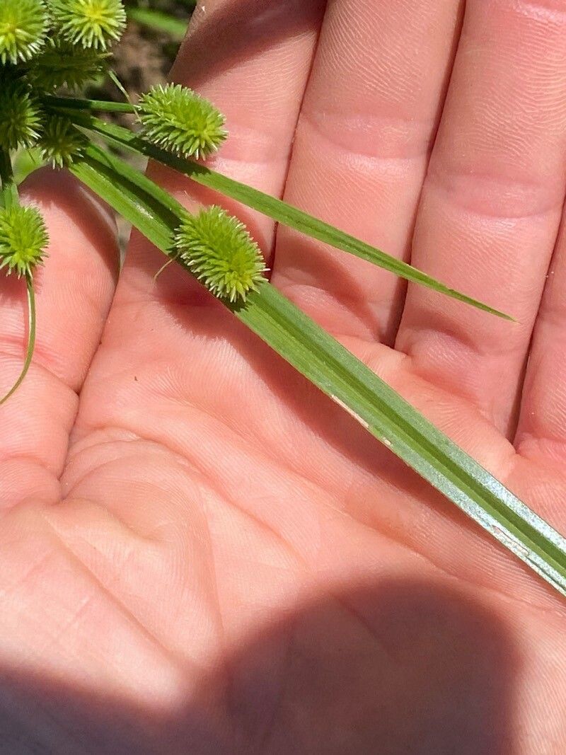 Cyperus hortensis — search result for 'Cyperus'