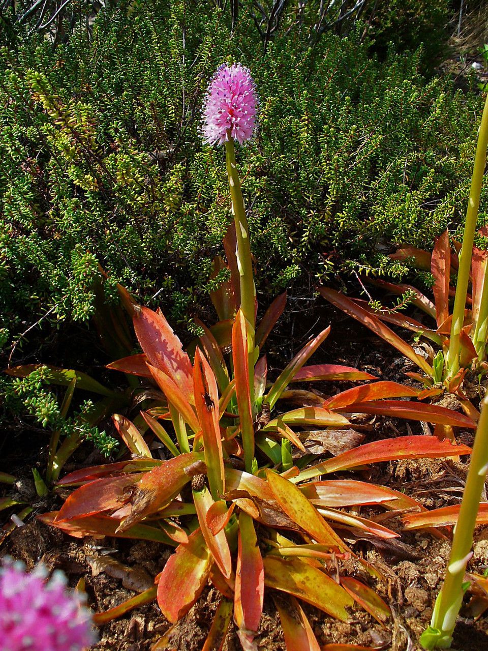 Helonias bullata habit