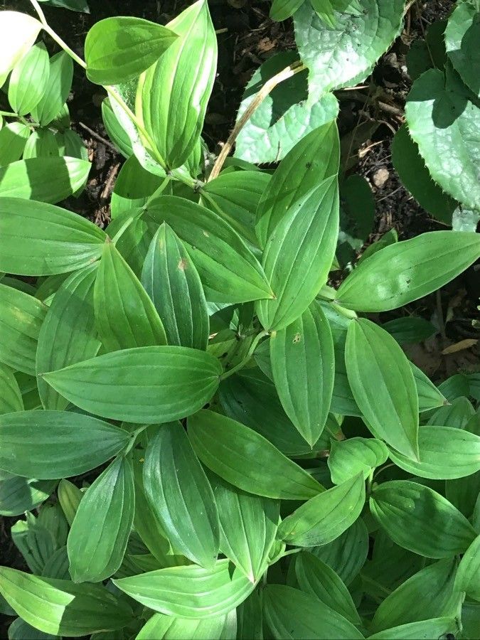 Disporum smilacinum — houseplant care guide