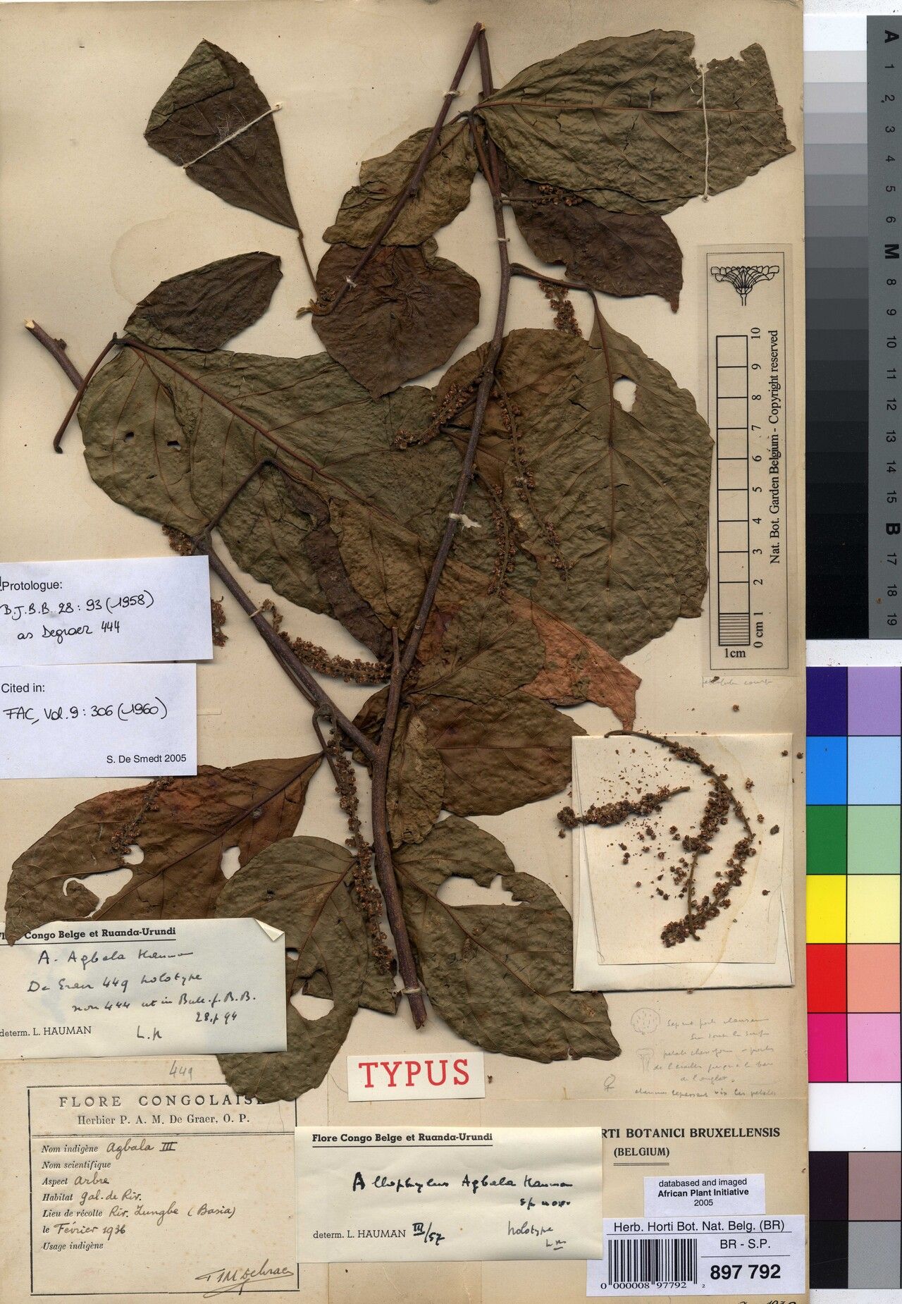 Allophylus agbala — related species from the same genus