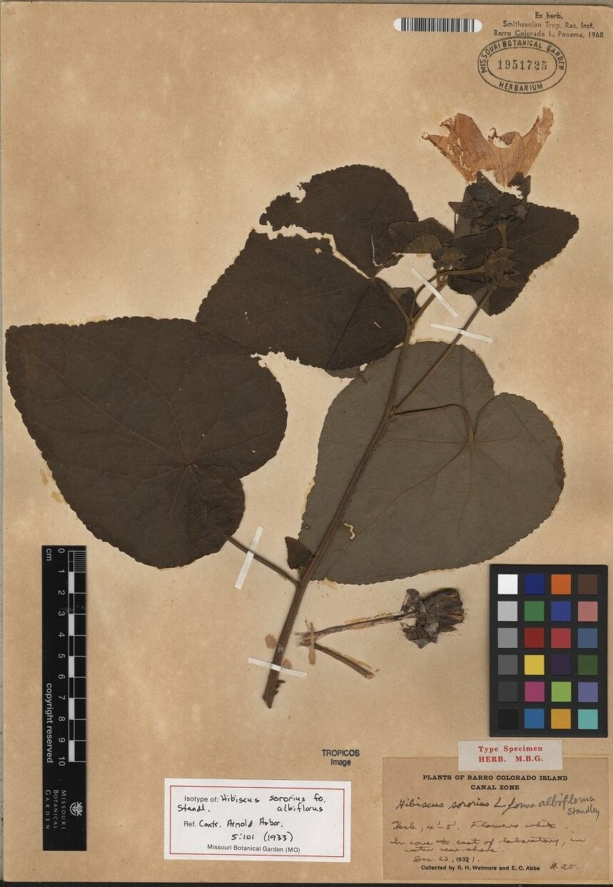 Hibiscus sororius other