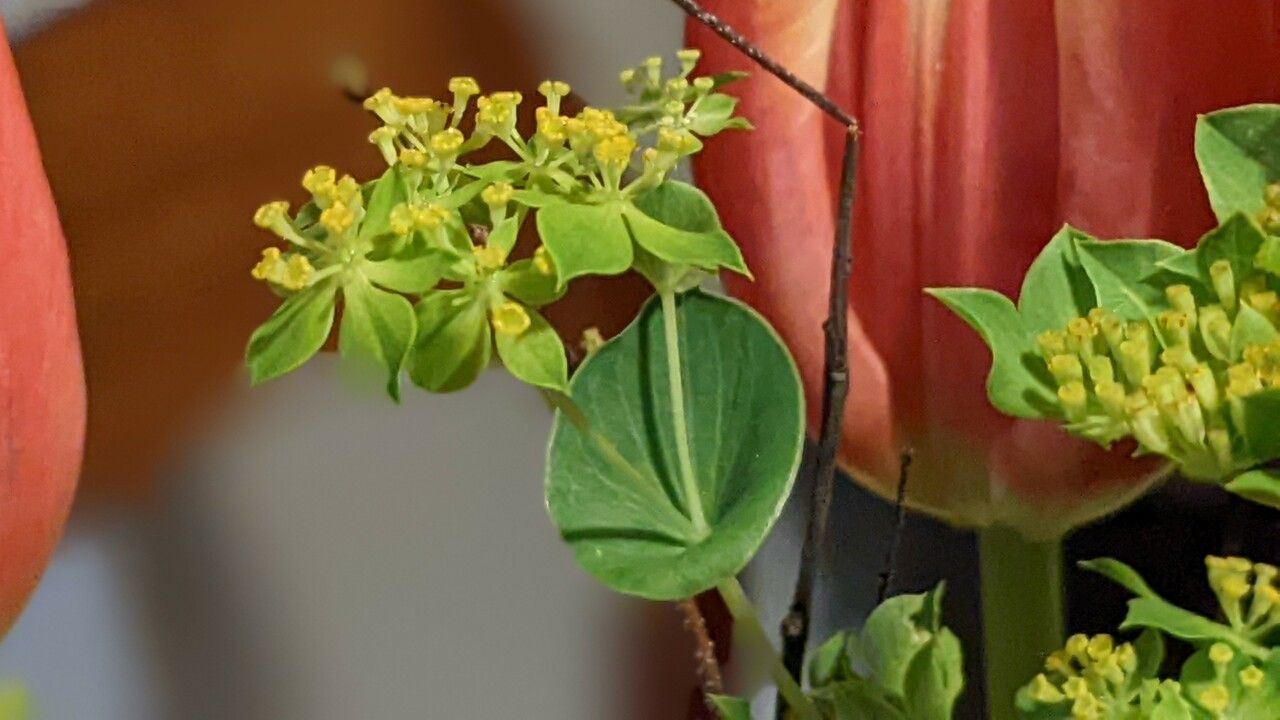 Bupleurum rotundifolium leaf