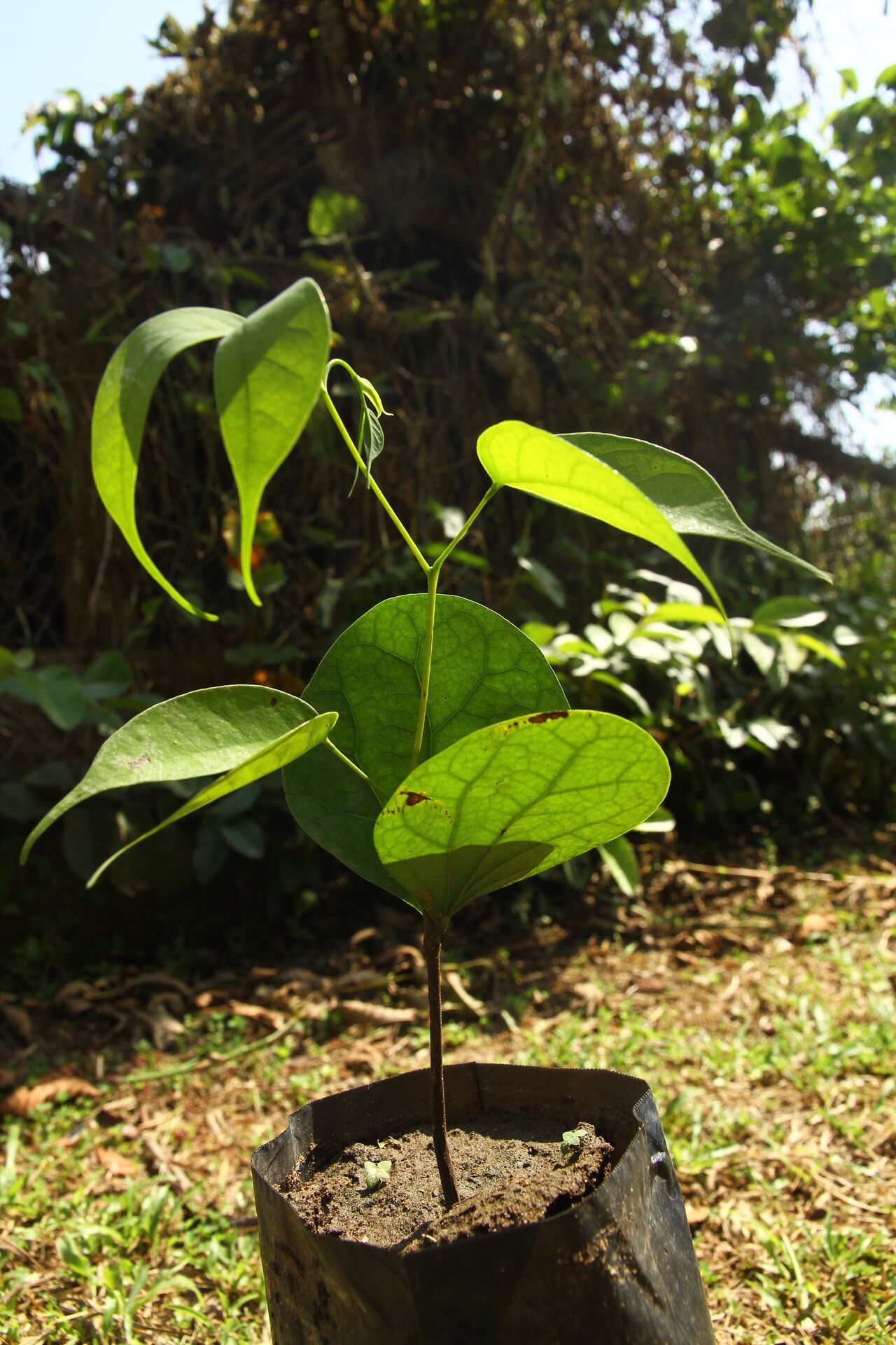 Guibourtia tessmannii habit