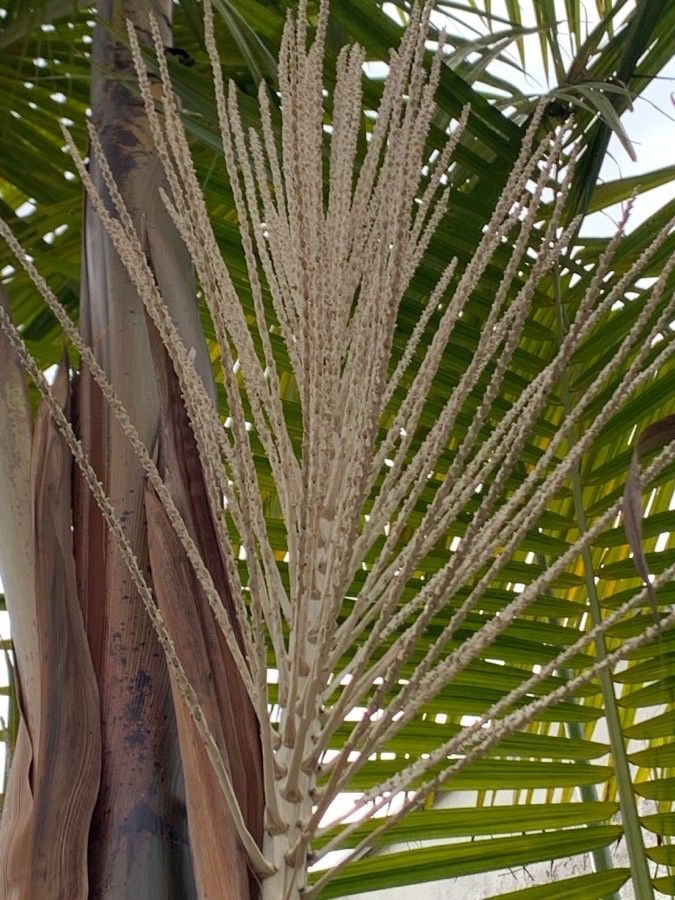 Euterpe oleracea flower