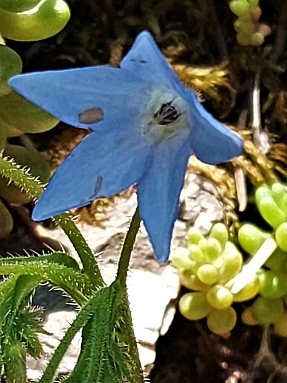 Borago pygmaea flower