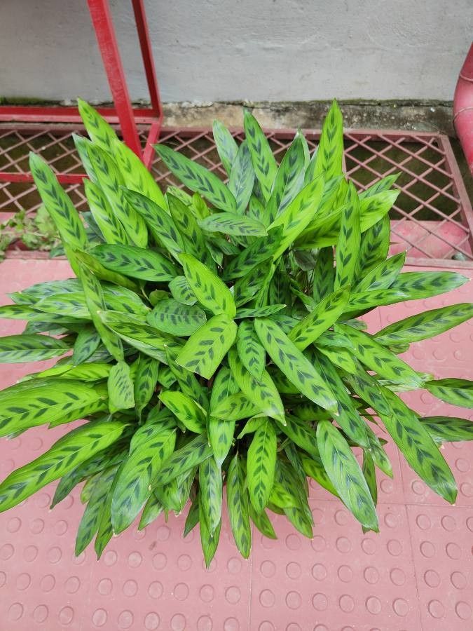 Calathea bachemiana habit