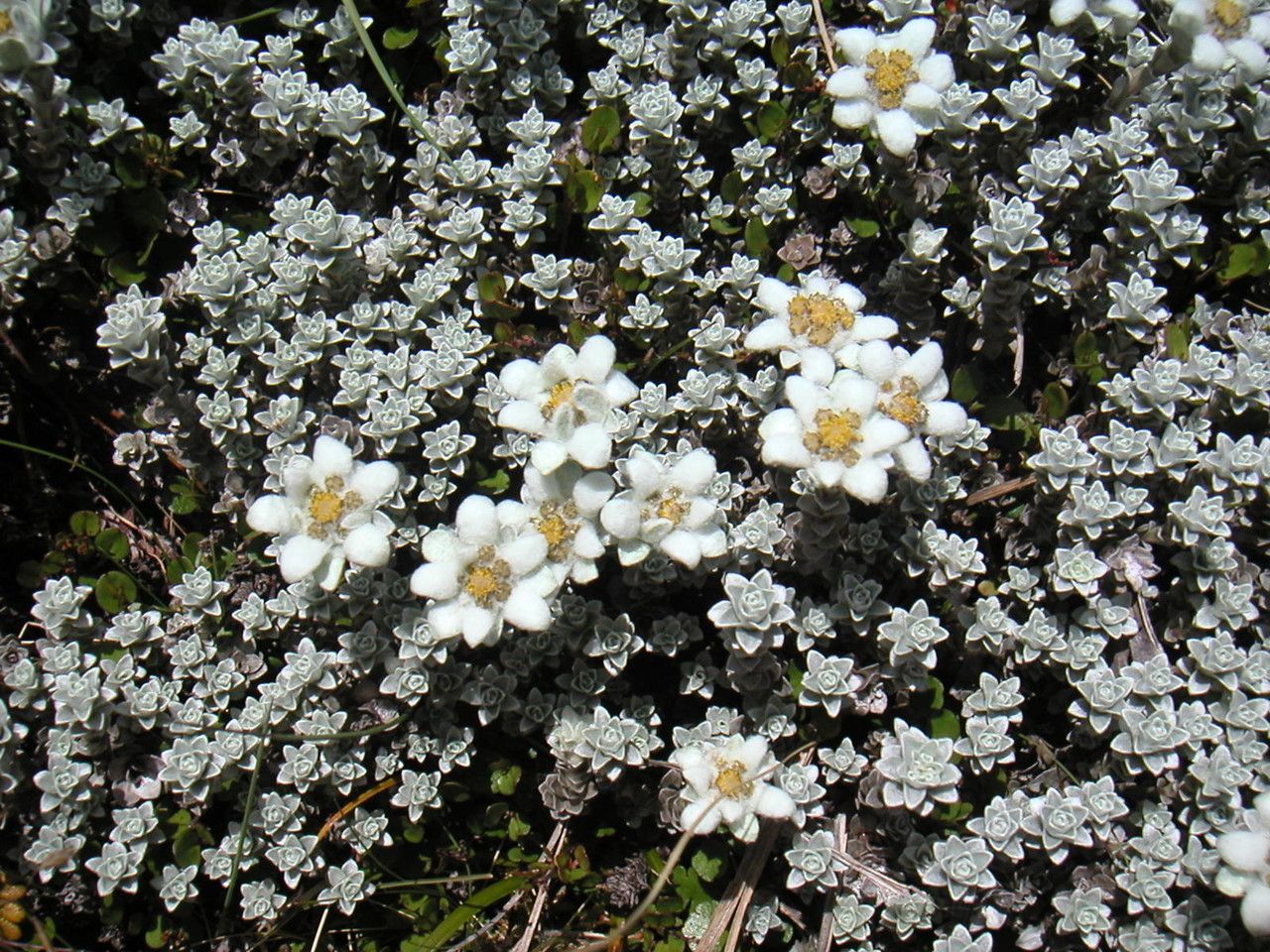 Leucogenes grandiceps flower