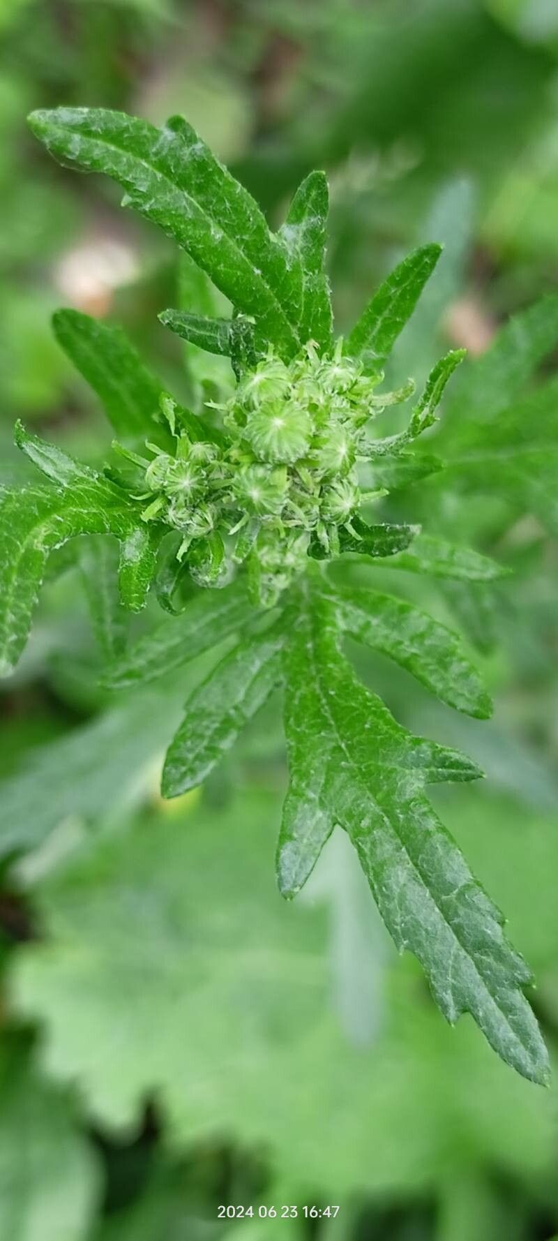 Jacobaea grandidentata flower