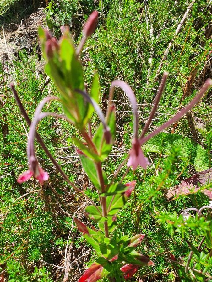 Epilobium stereophyllum flower