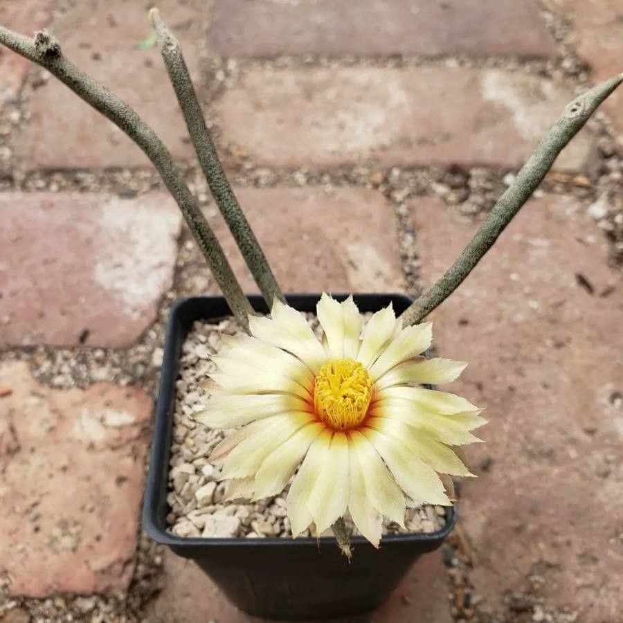 Astrophytum caput-medusae — related species from the same genus