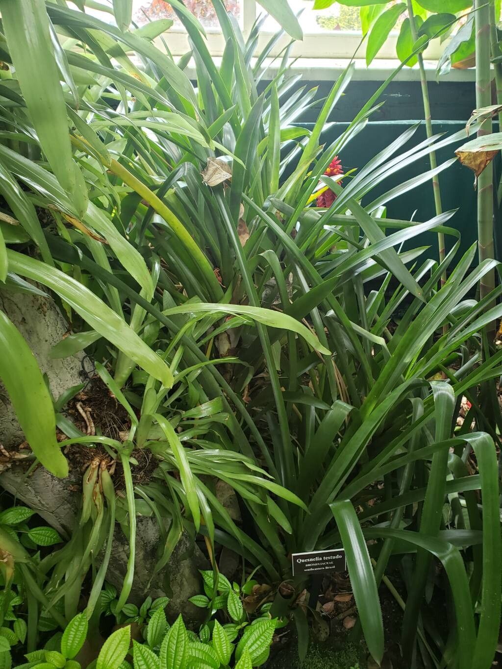 Quesnelia testudo habit