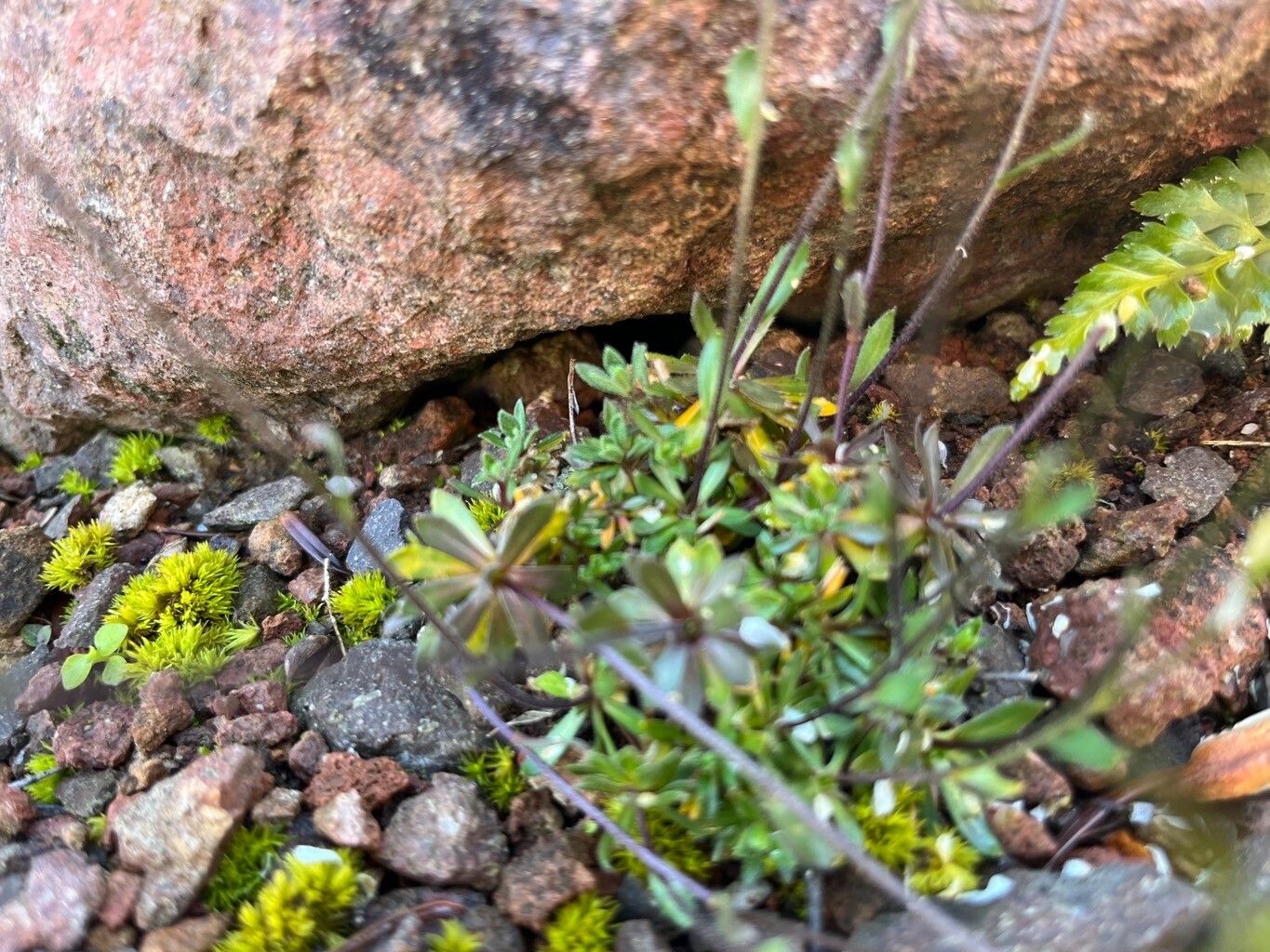 Draba oligosperma — houseplant care guide