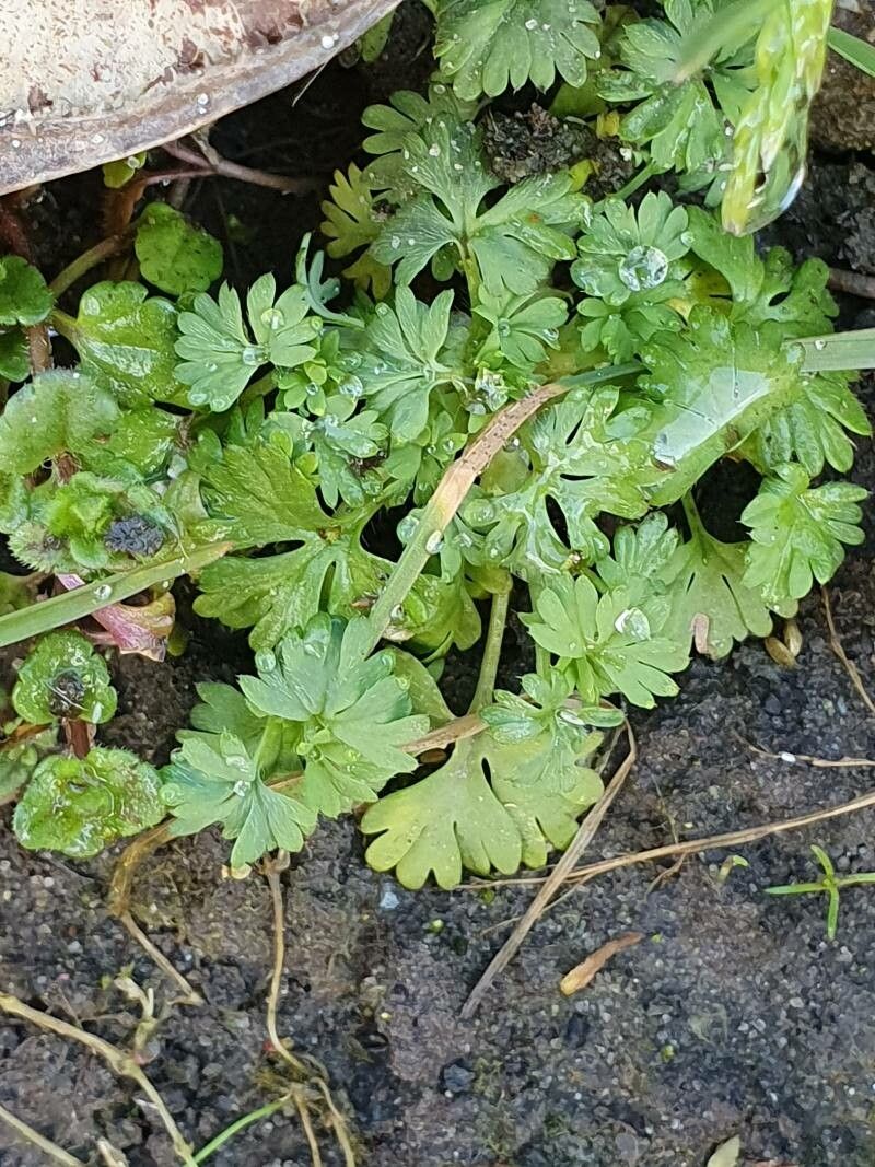 Alchemilla australis — search result for 'Alchemilla'