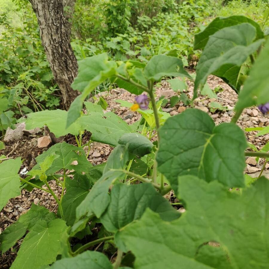 Solanum violaceum leaf