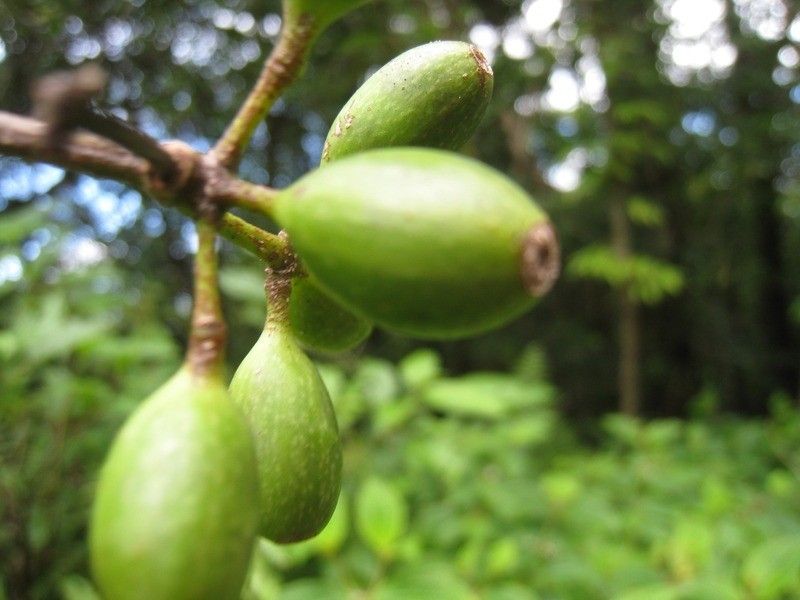 Mussaenda arcuata fruit