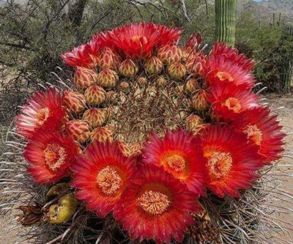 Ferocactus wislizeni flower