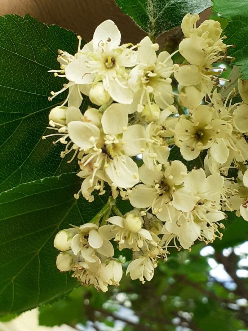 Sorbus latifolia flower