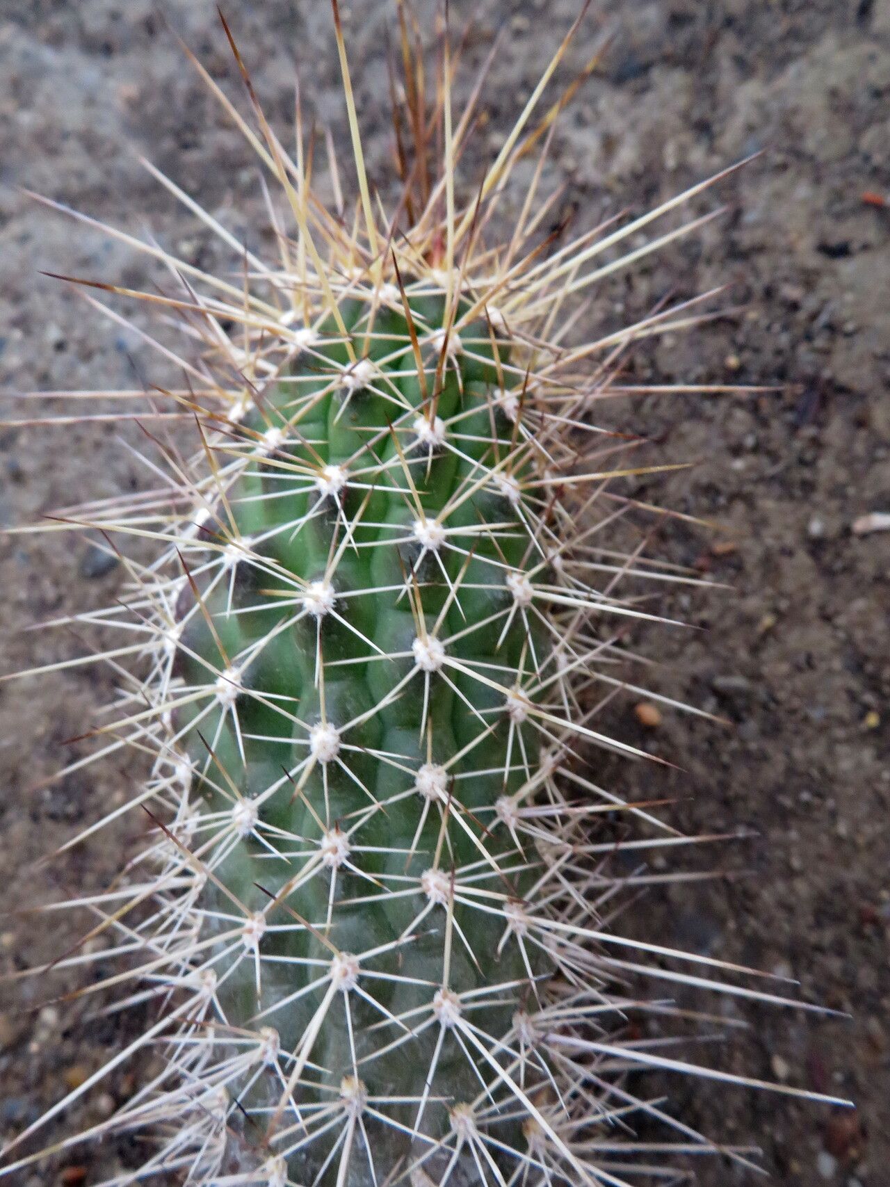 Soehrensia thelegonoides leaf