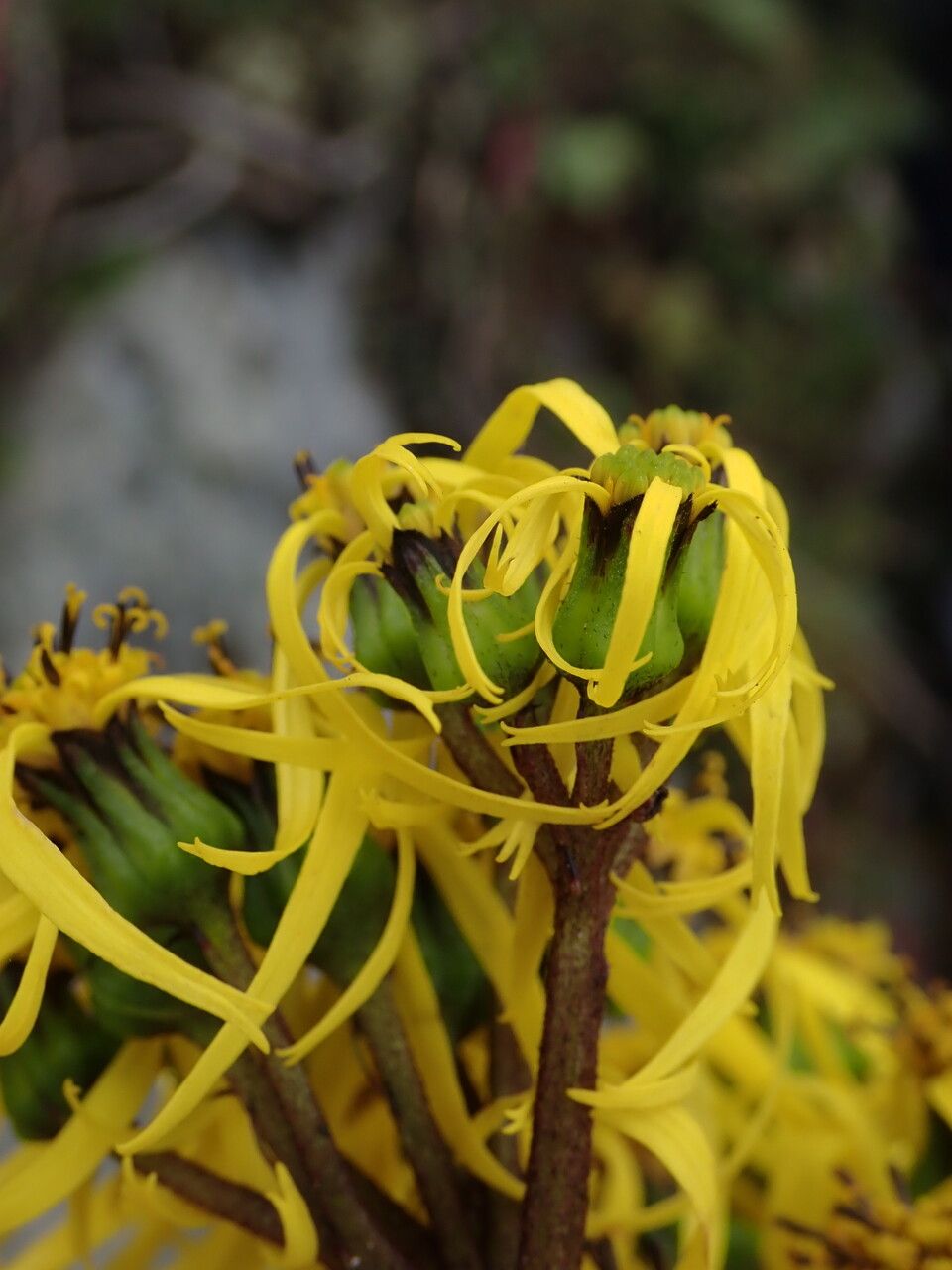 Ligularia amplexicaulis habit