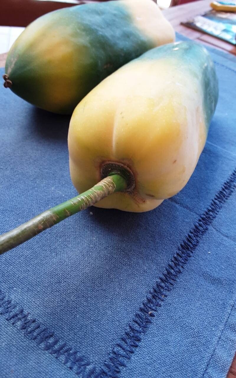 Vasconcellea × pentagona fruit