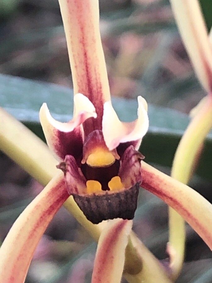 Cymbidium aloifolium flower