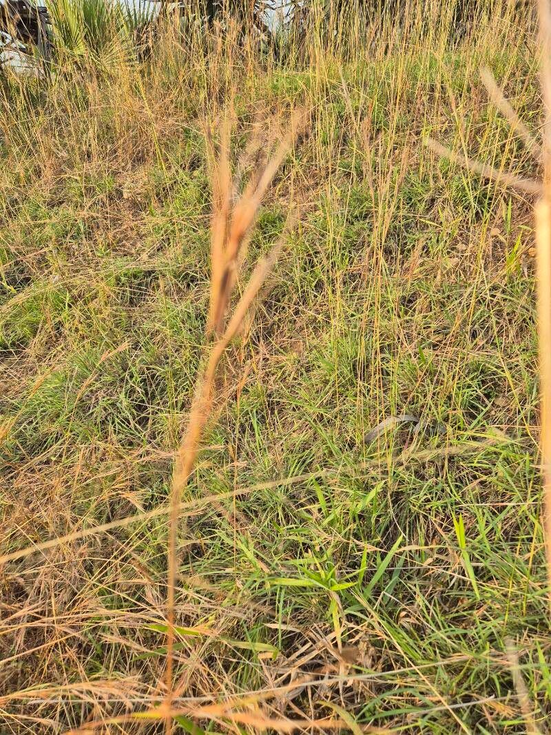 Hyperthelia dissoluta habit