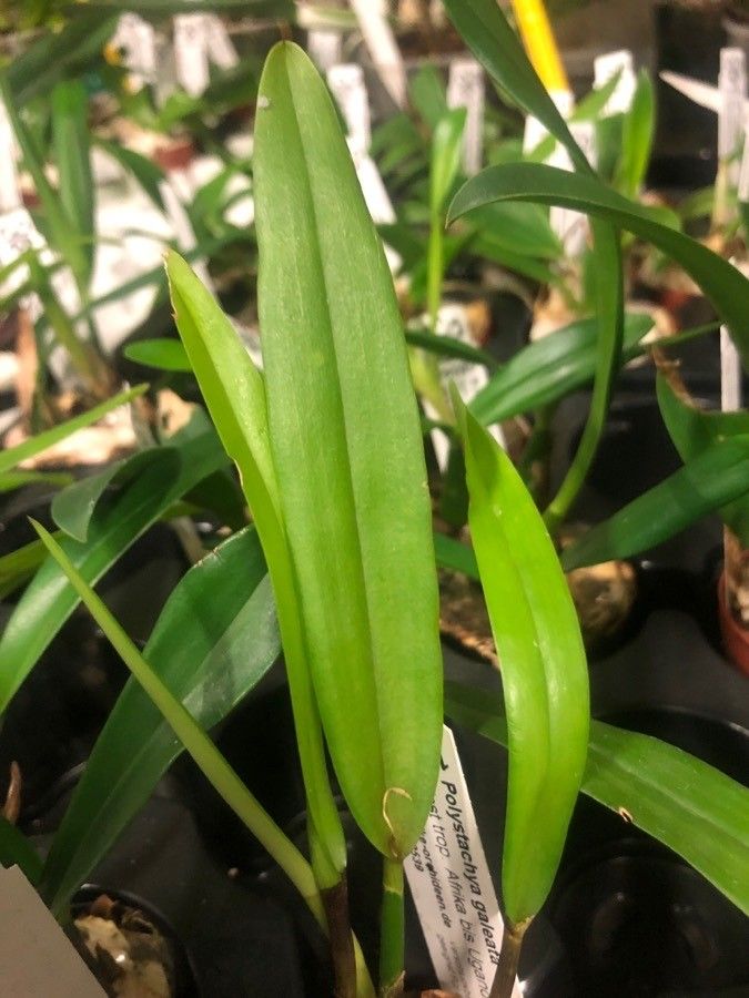 Polystachya galeata — houseplant care guide