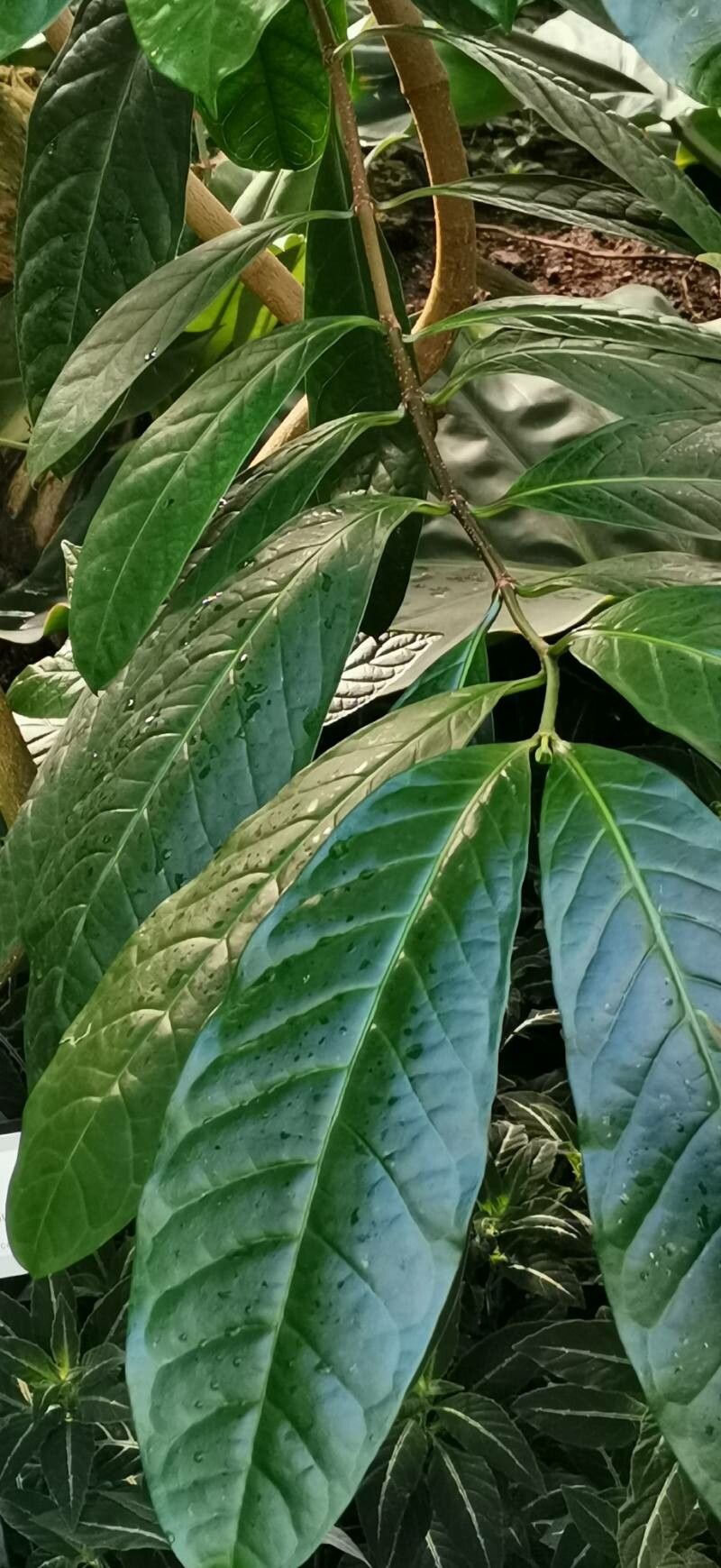 Strophanthus caudatus — houseplant care guide