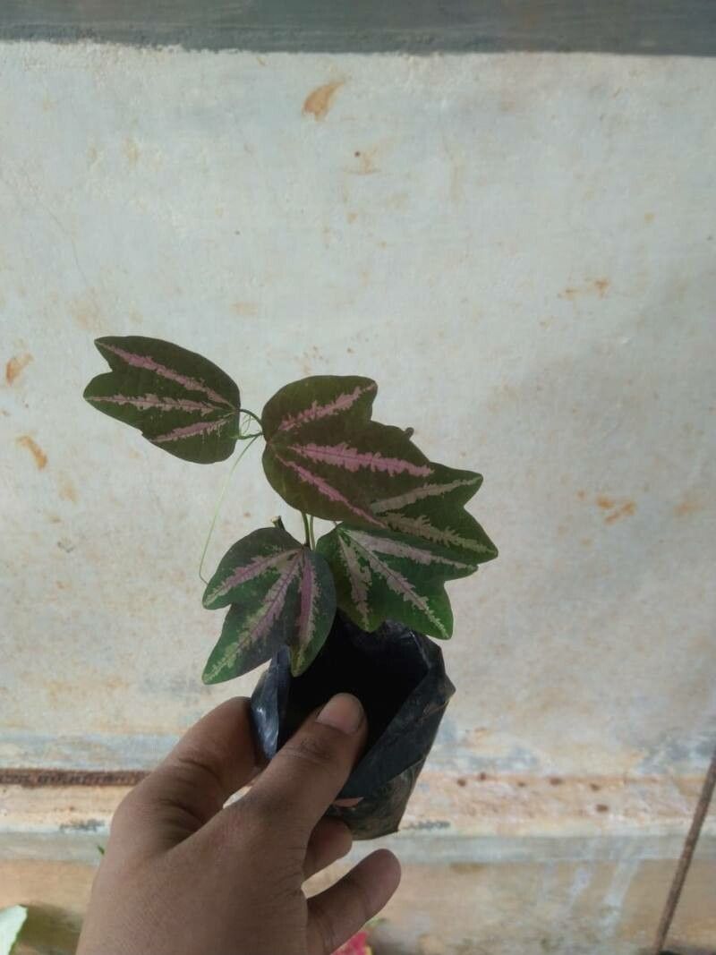 Passiflora trifasciata — houseplant care guide