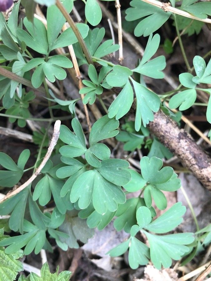 Corydalis × hausmannii leaf