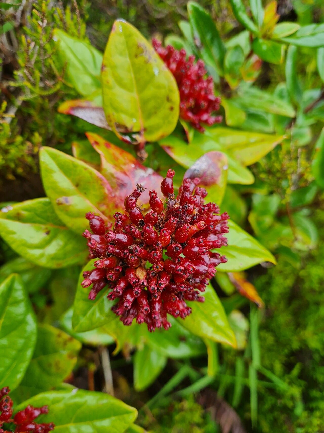 Viburnum treleasei flower