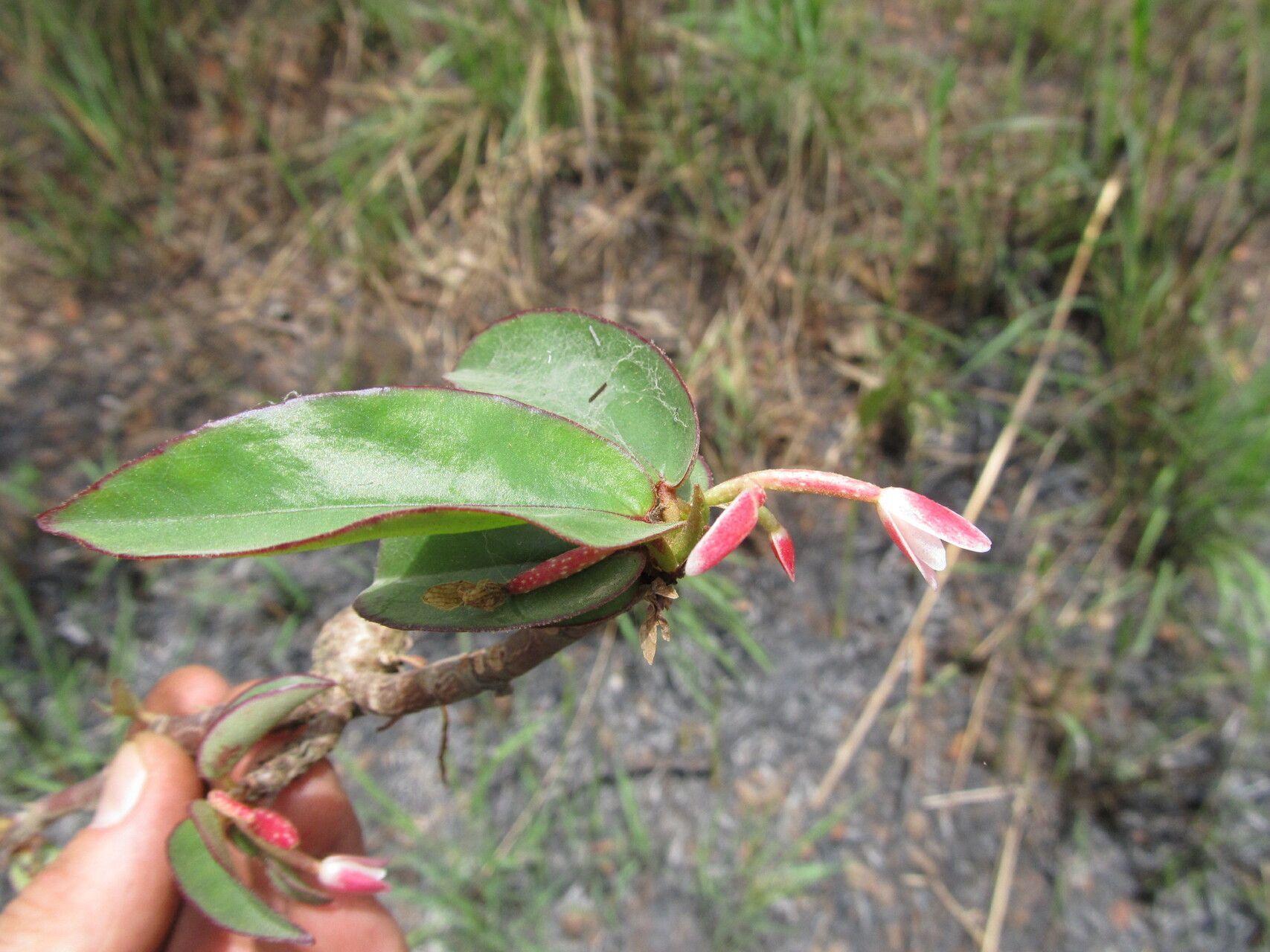 Begonia oxyanthera — houseplant care guide