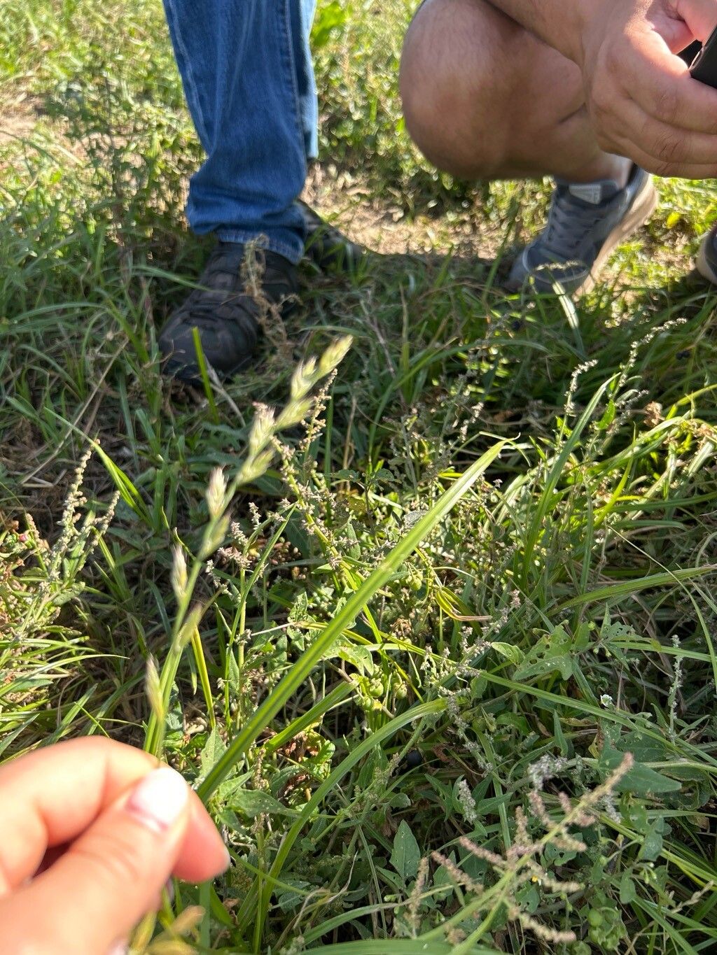 Lolium × boucheanum leaf