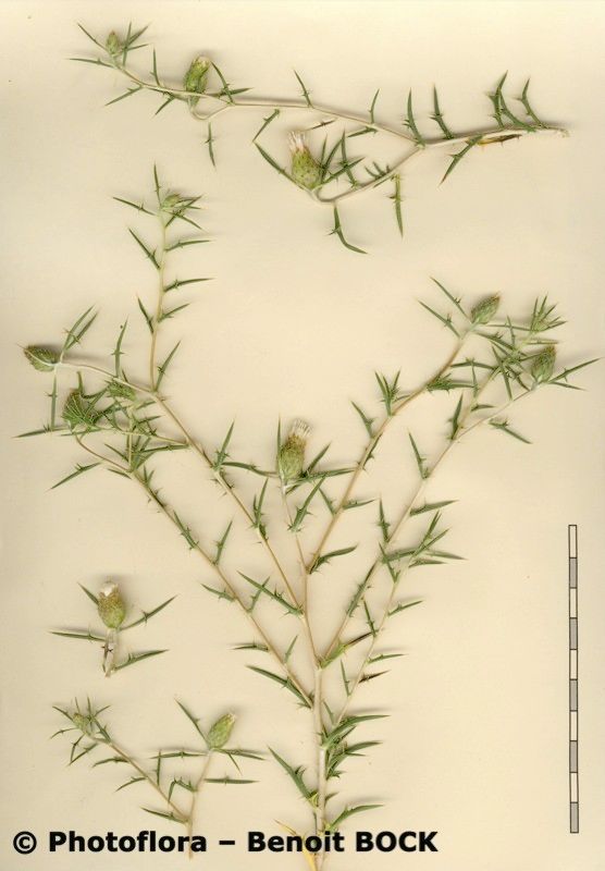 Atractylis serratuloides other