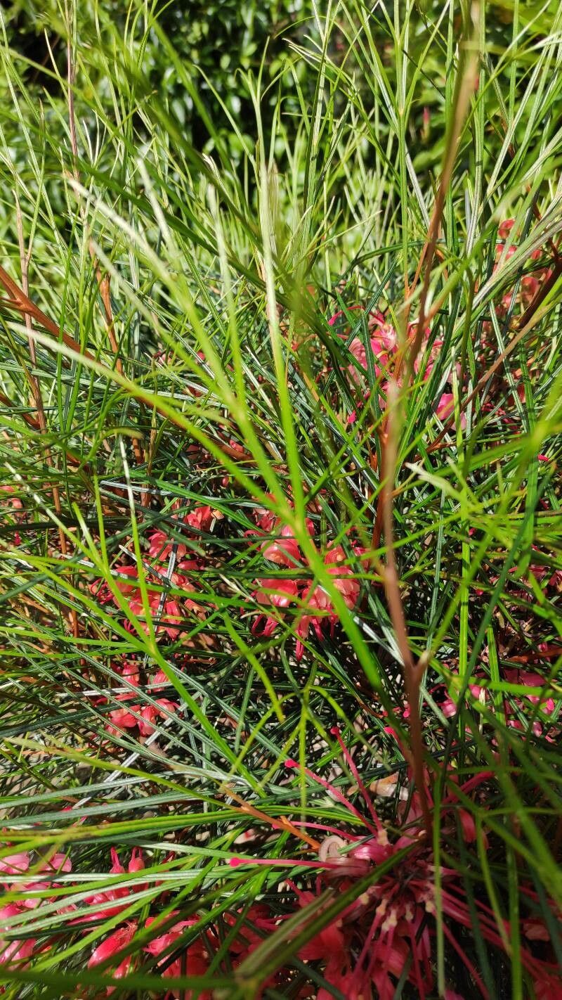 Grevillea johnsonii leaf