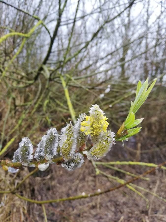 Salix repens flower