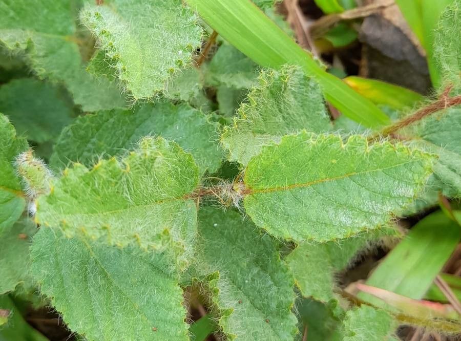 Waltheria communis leaf