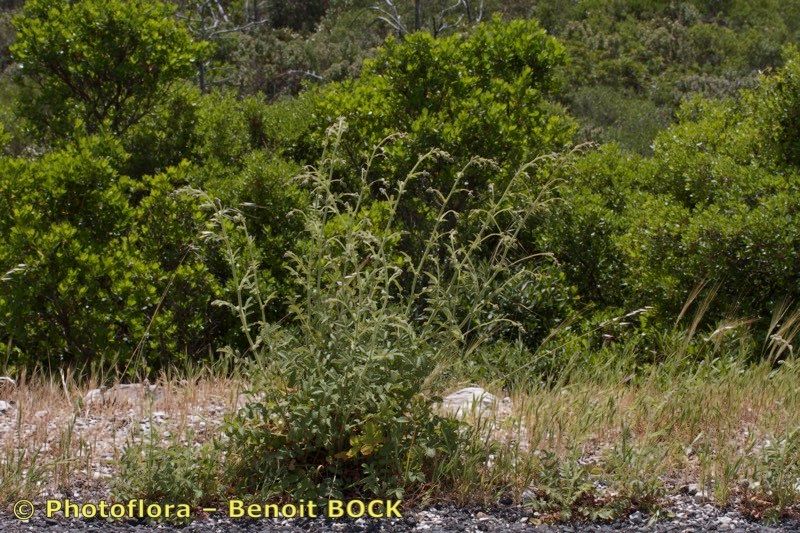 Sanguisorba hybrida habit