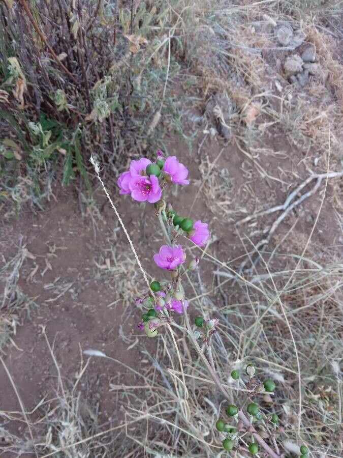 Talinum portulacifolium flower