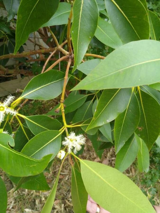Lophostemon confertus flower