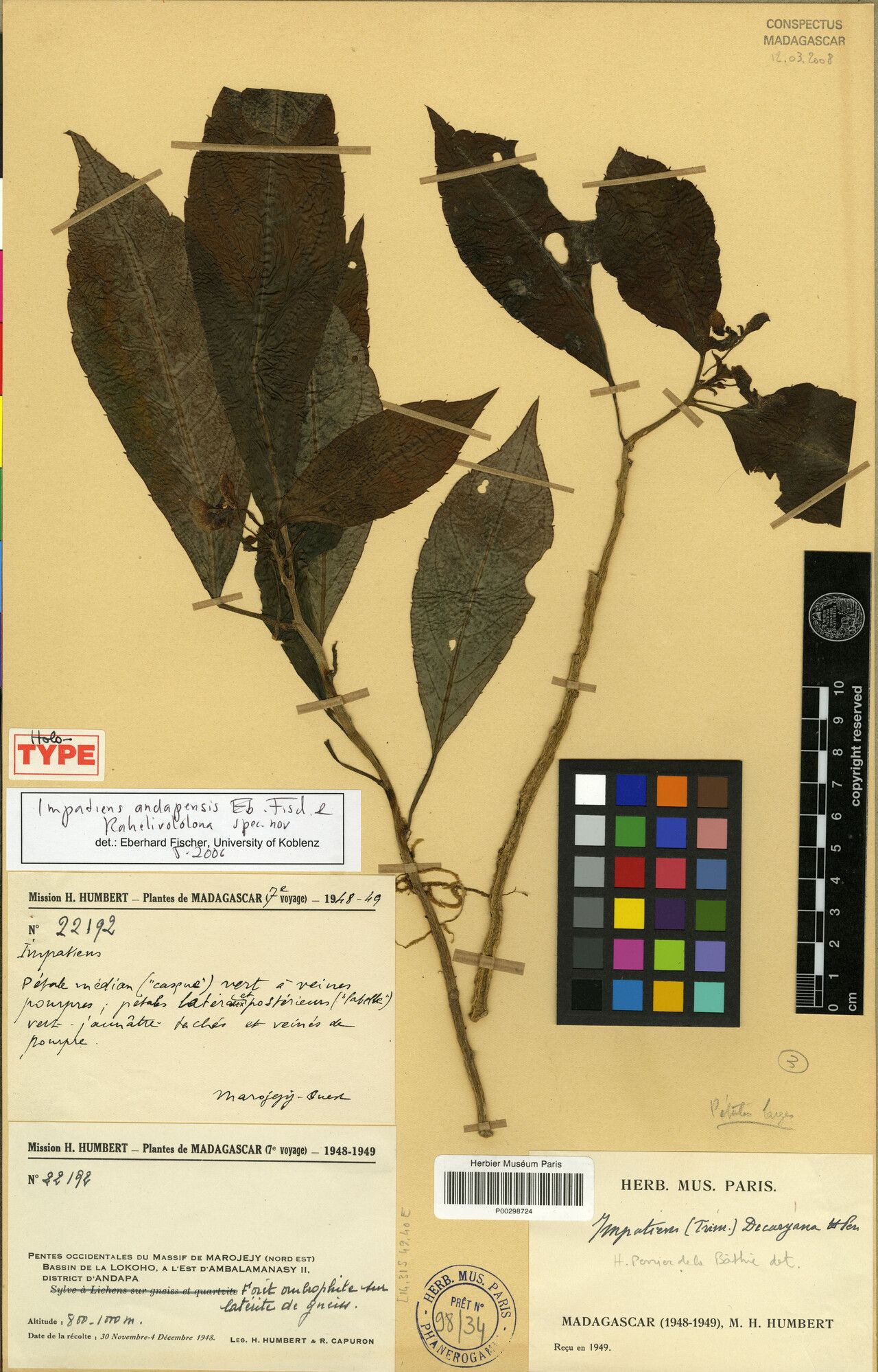 Impatiens andapensis — houseplant care guide