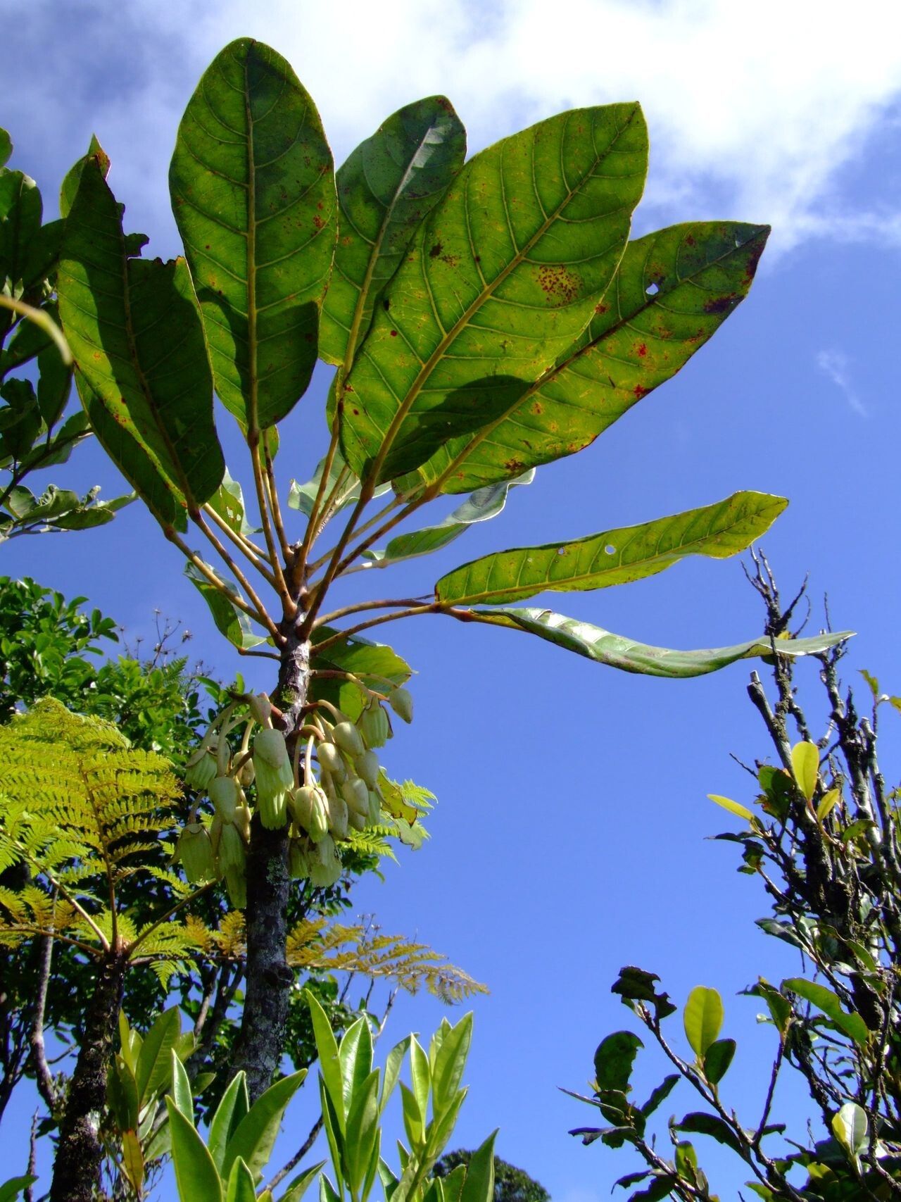 Sloanea montana habit