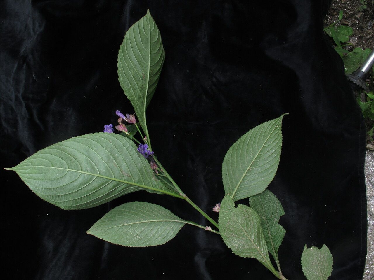 Strobilanthes bracteata habit