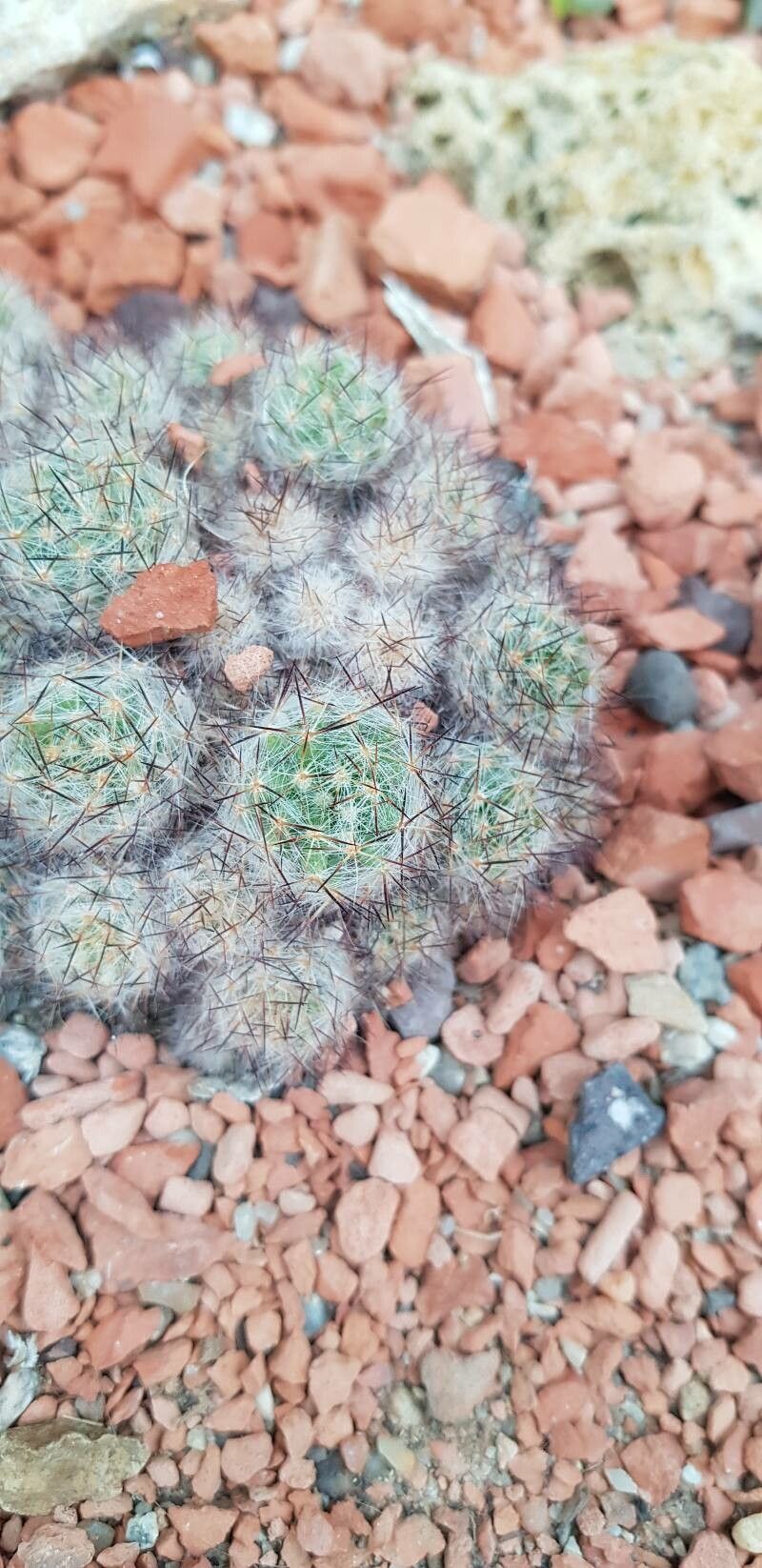 Mammillaria vetula leaf