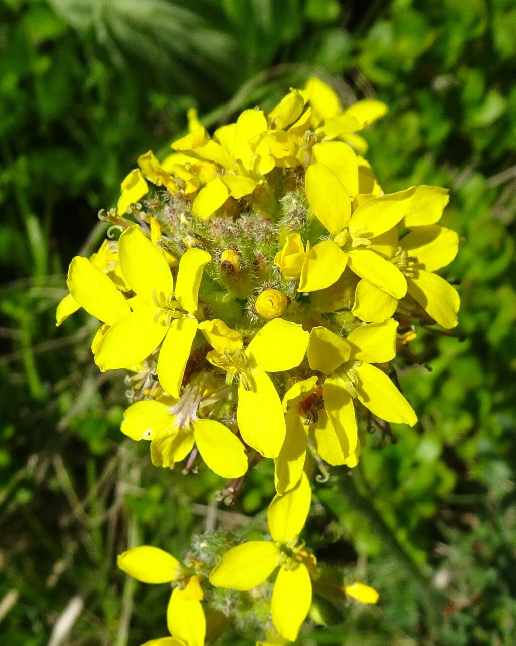 Sisymbrium austriacum flower