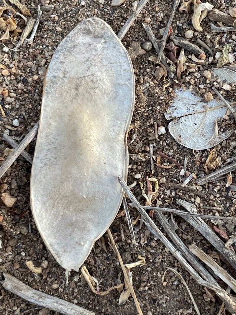Philenoptera eriocalyx fruit
