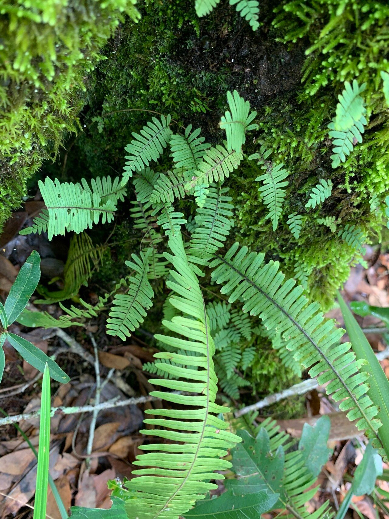 Pecluma plumula leaf