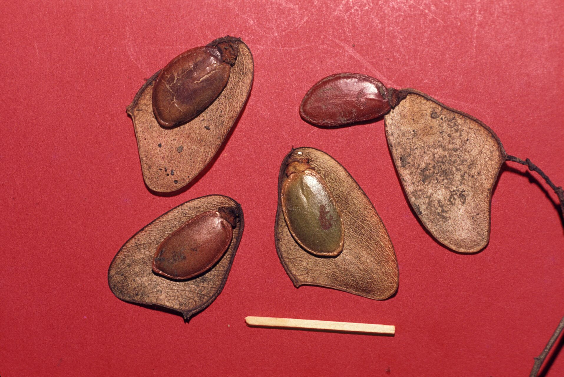 Peltogyne paniculata — houseplant care guide