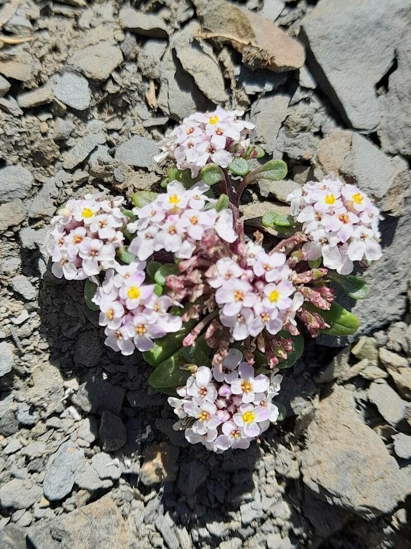 Iberis spathulata flower