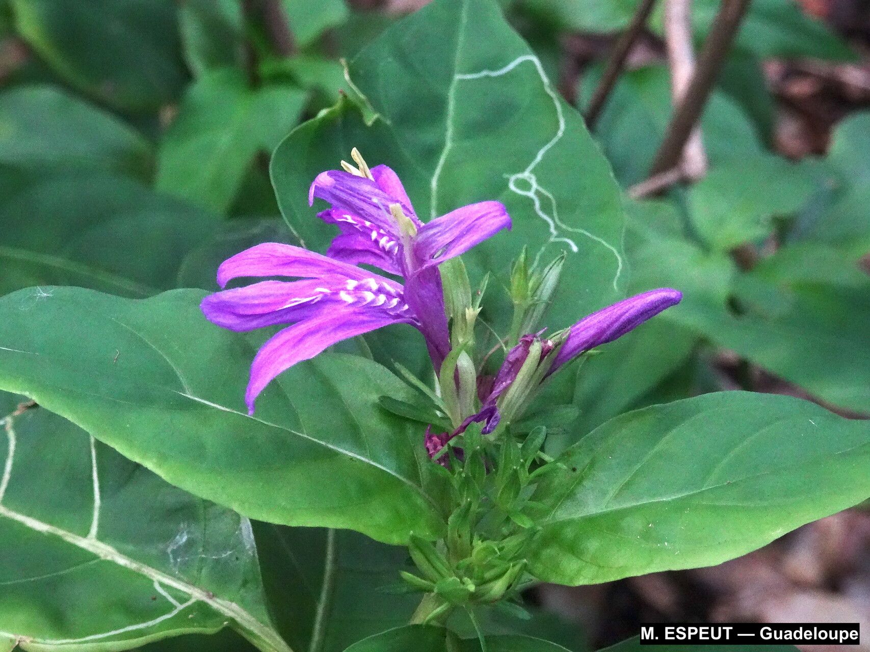 Dianthera eustachiana — search result for 'Dianthera'